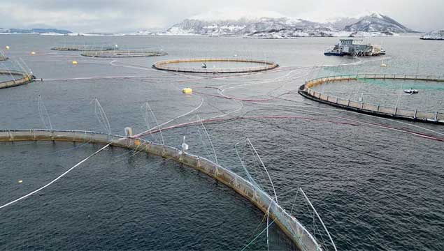 ادغام هوش مصنوعی و زیرساخت‌های زیرآبی برای پرورش پایدار ماهی